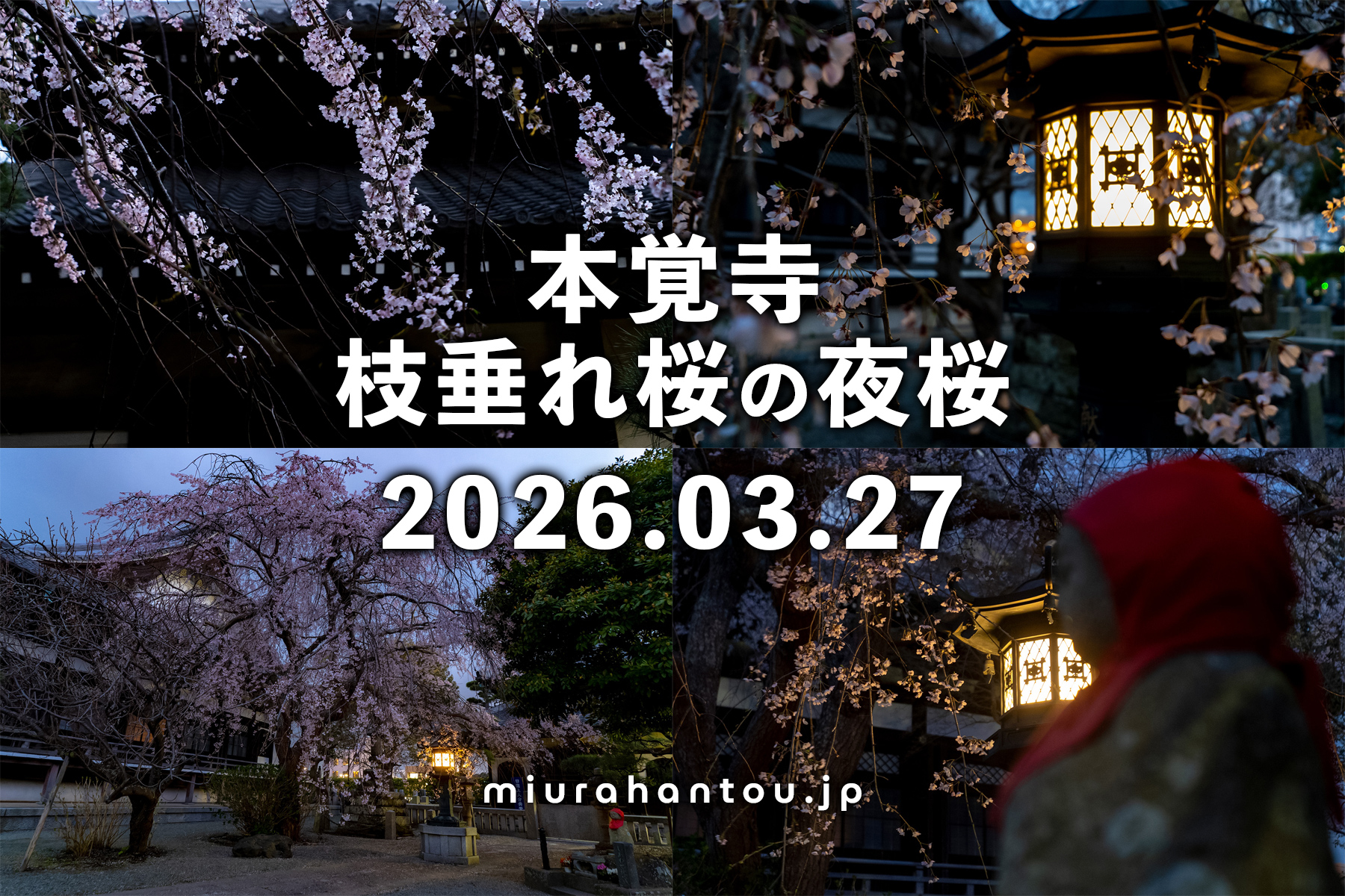 本覚寺の枝垂れ桜・開花状況（撮影日：2026.03.27）