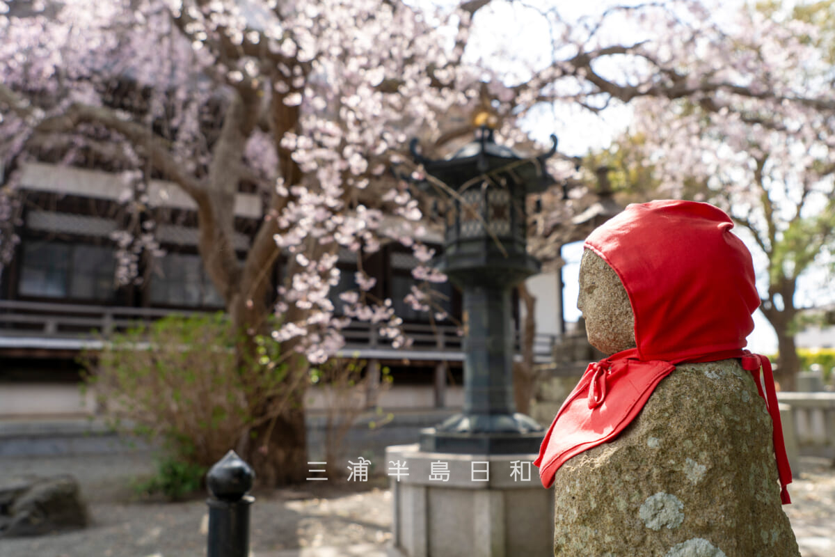 本覚寺・しあわせ地蔵と灯篭と枝垂れ桜（撮影日：2026.03.23）
