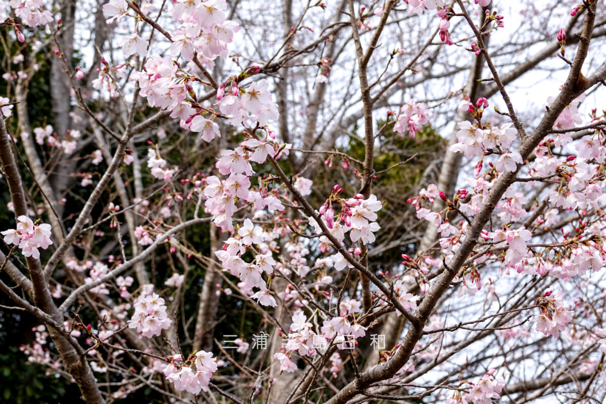 くりはま花の国-樹木園(展望台)・ヤマザクラ(撮影日:2026.03.22)