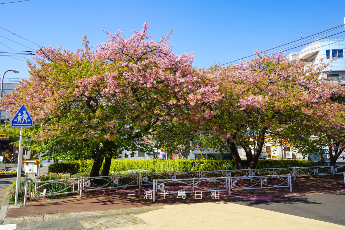 三浦海岸駅前広場の河津桜（撮影日：2026.03.05）