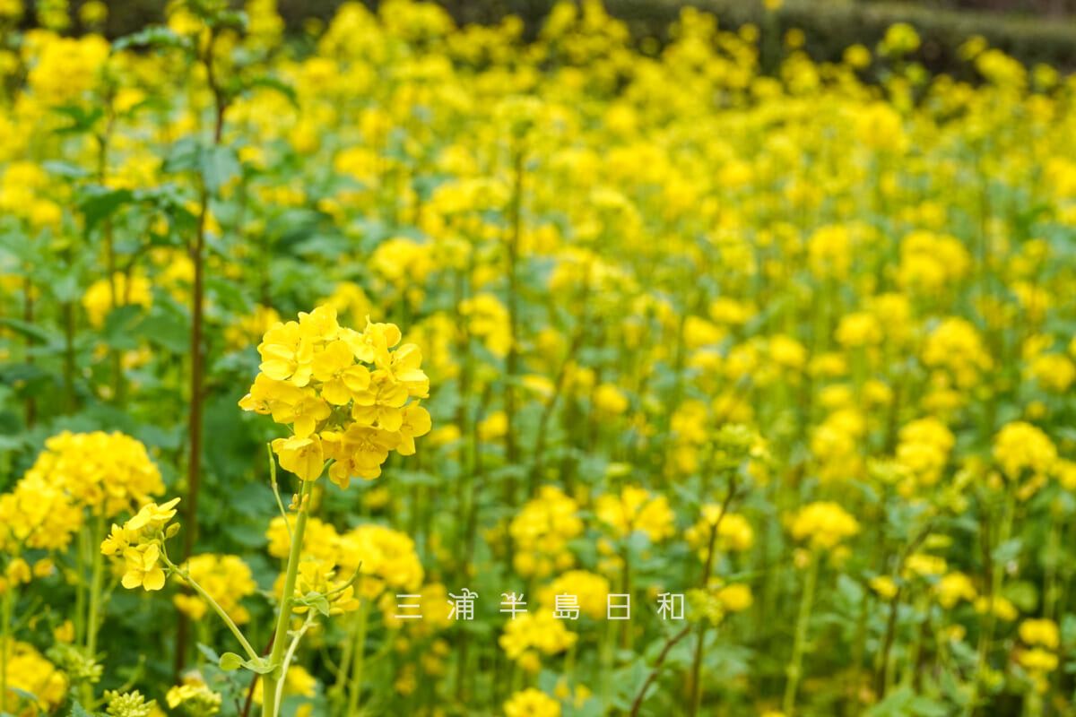 くりはま花の国-園路（ヘルバ近く）・ナノハナ[アップ]（撮影日：2026.03.22）