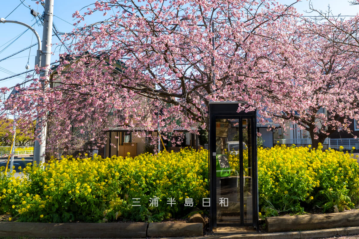 小松ヶ池公園入口付近の早咲きの桜（撮影日：2026.03.05）