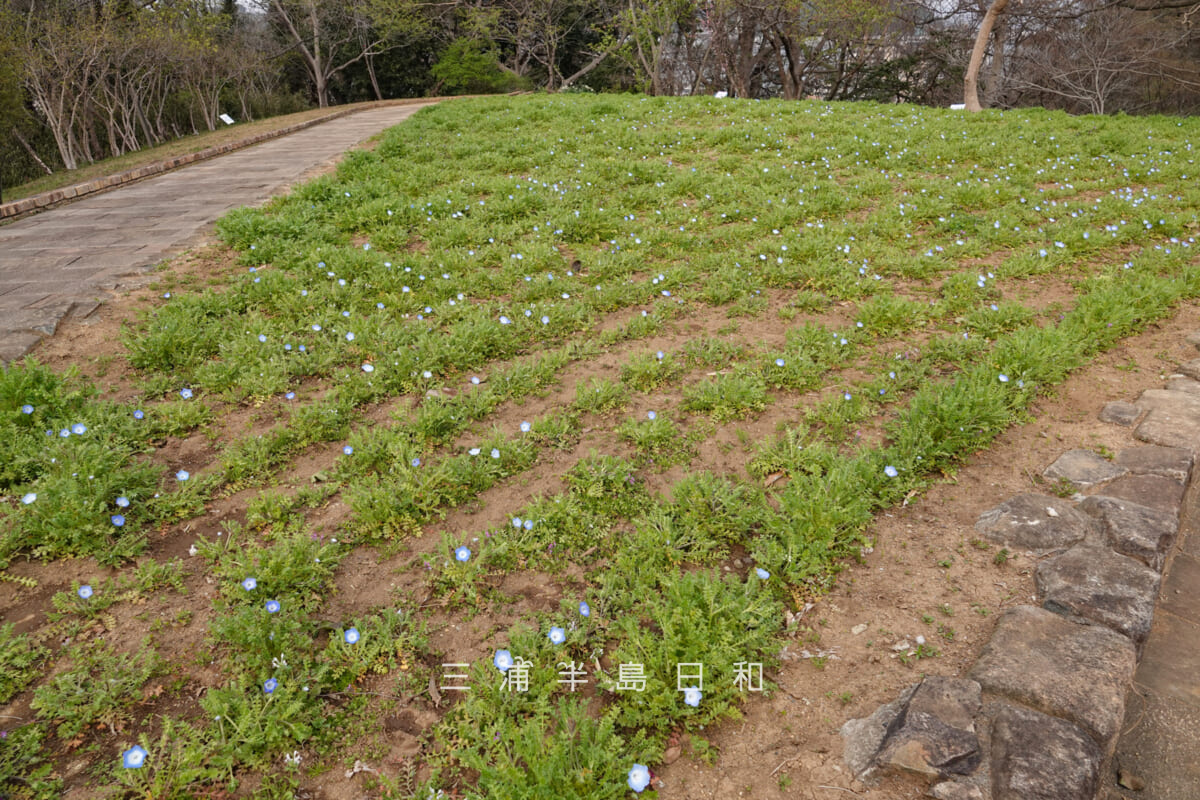 くりはま花の国-ハーブ園・ネモフィラ(撮影日:2026.03.22)