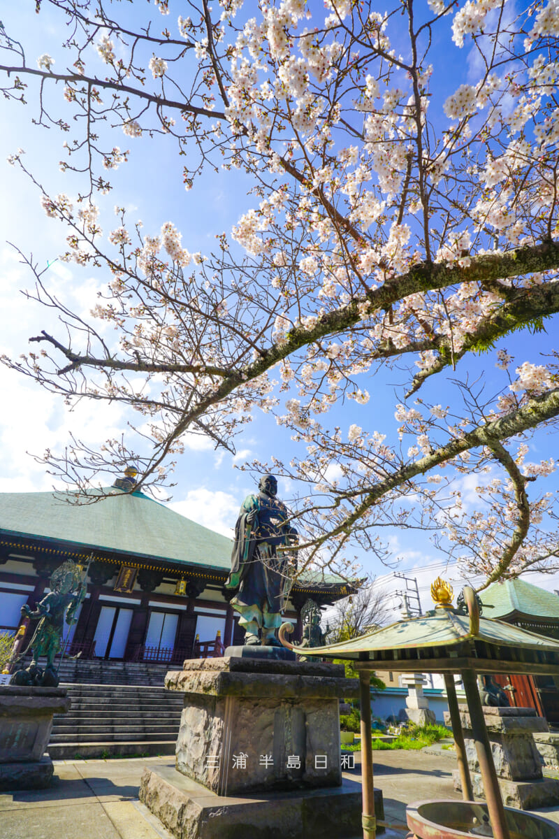 長勝寺・帝釈天大堂前の桜越しに日蓮聖人像を望む[タテ]（撮影日：2026.03.27）