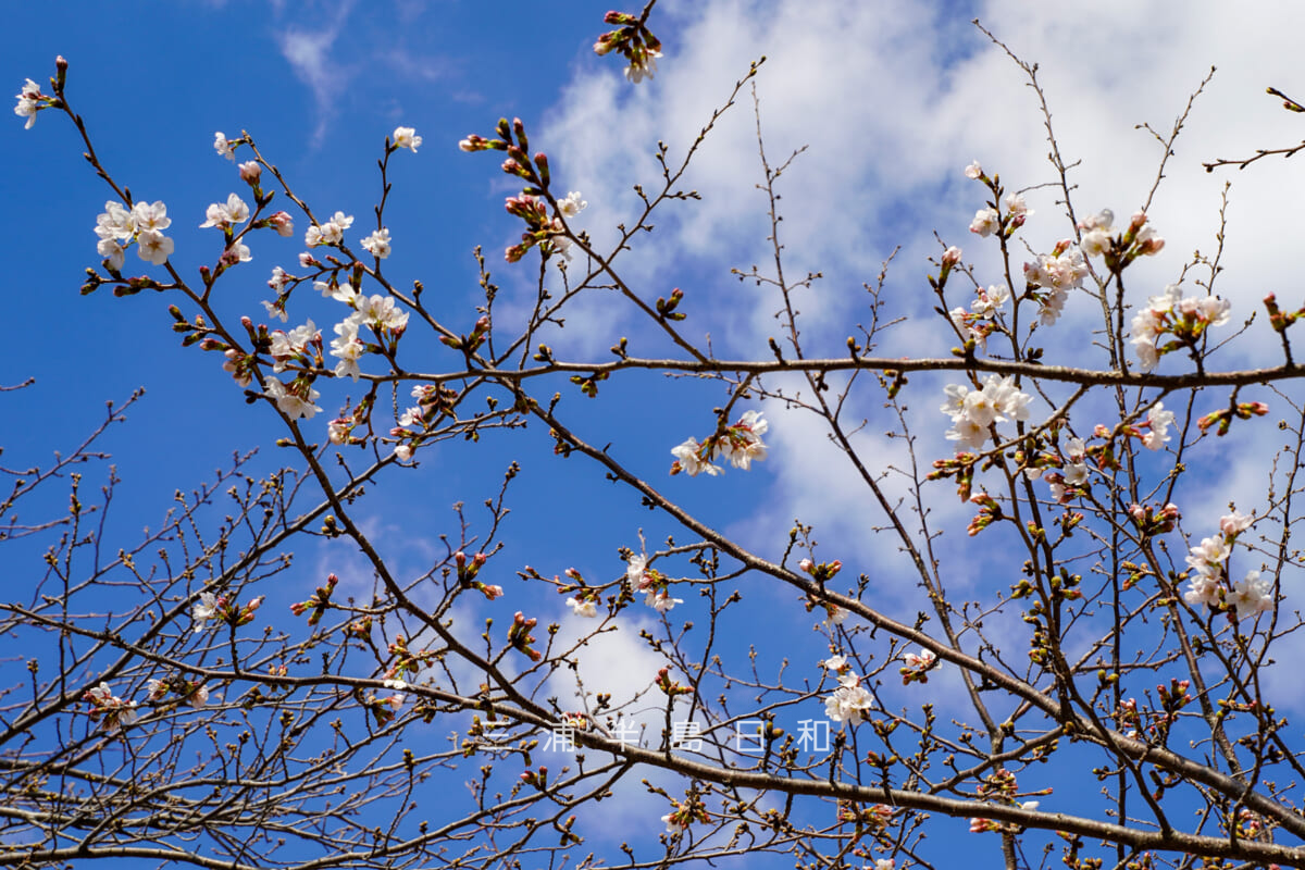 鶴岡八幡宮-若宮大路・開花しはじめた段葛の桜を見上げる（撮影日：2026.03.23）