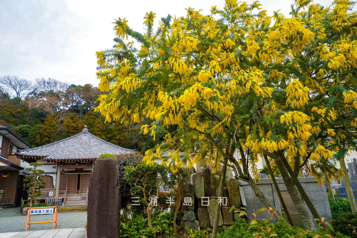 来迎寺（材木座）・ミモザの大木（撮影日：2026.02.27）