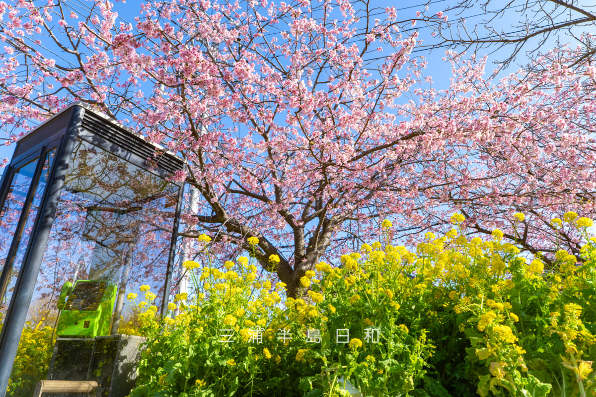 小松ヶ池公園入口付近の早咲きの桜と電話ボックス（撮影日：2026.03.05）