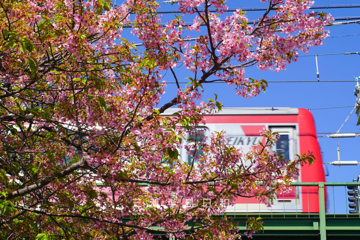 三浦海岸駅前広場の河津桜と京急線の電車（撮影日：2026.03.05）