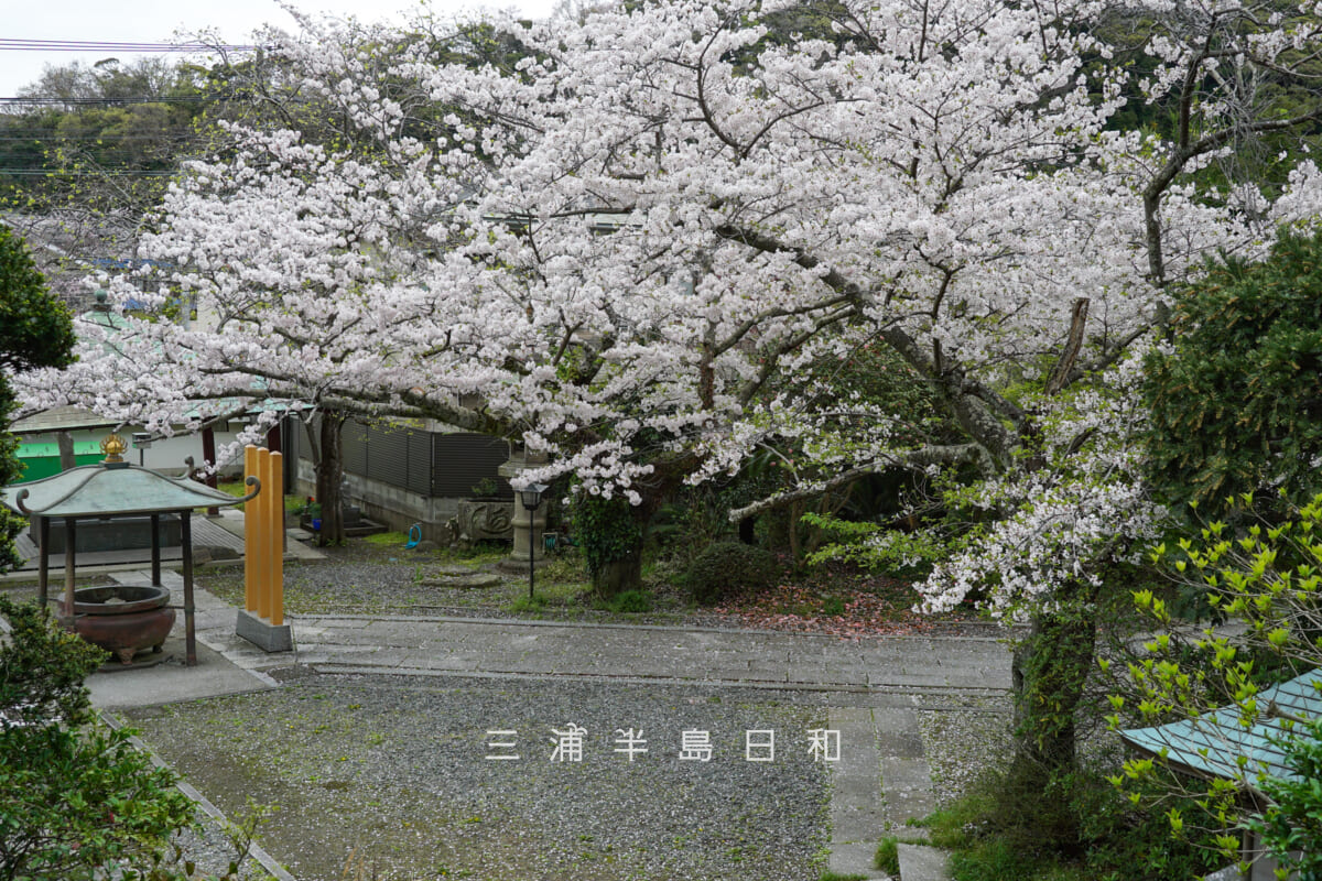 長勝寺・帝釈天大堂前の桜(撮影日:2024.04.08)