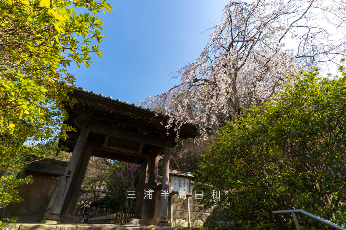 安国論寺・山門横の枝垂れ桜を見上げる（撮影日：2026.03.27）