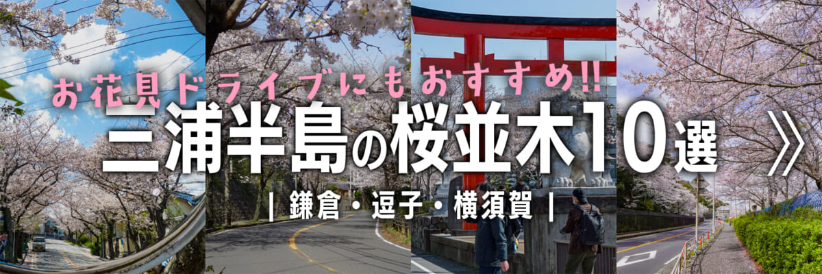 三浦半島の桜並木