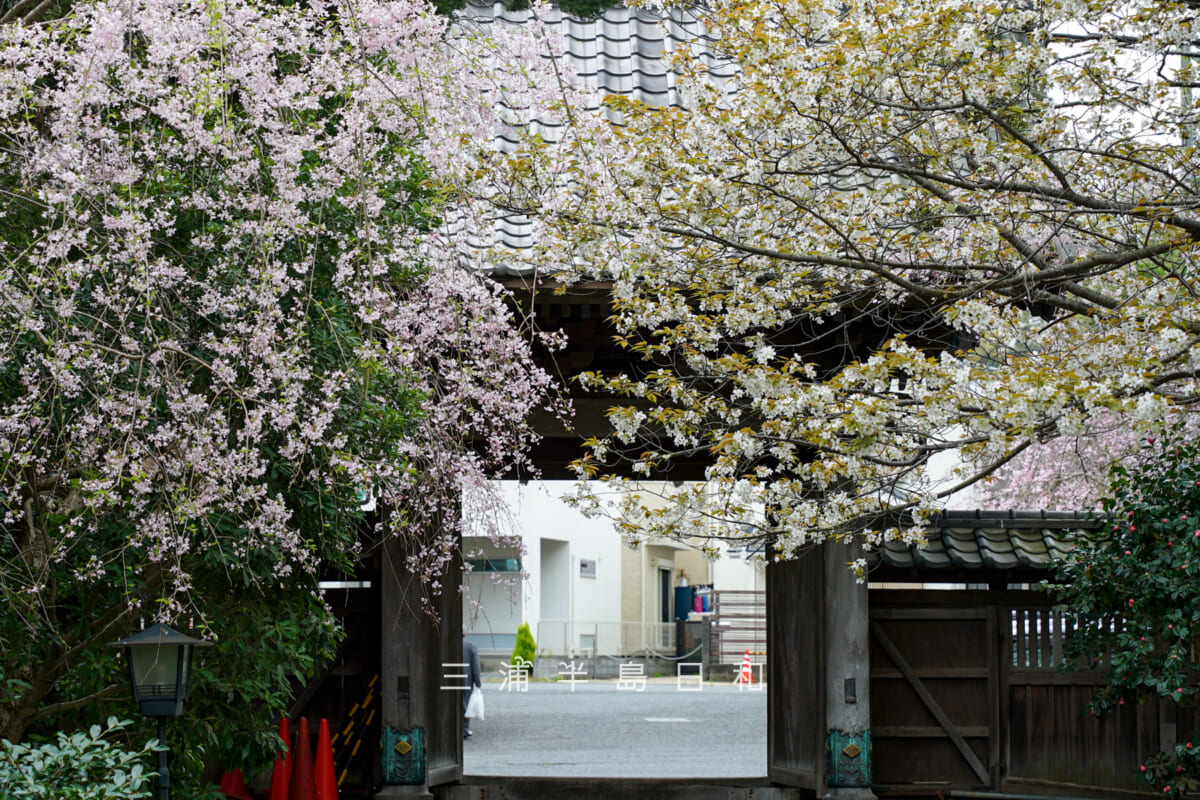 長勝寺・山門裏の桜（撮影日：2024.04.08）