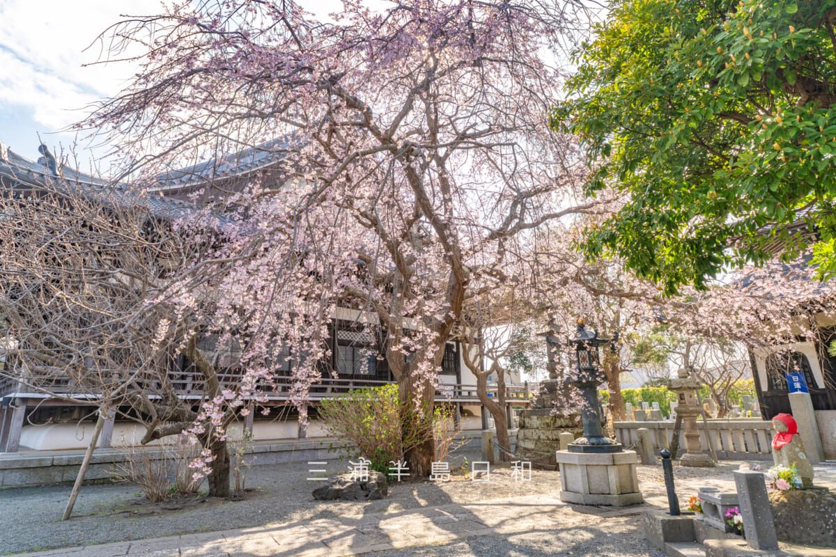 本覚寺・見ごろの枝垂れ桜（撮影日：2026.03.23）
