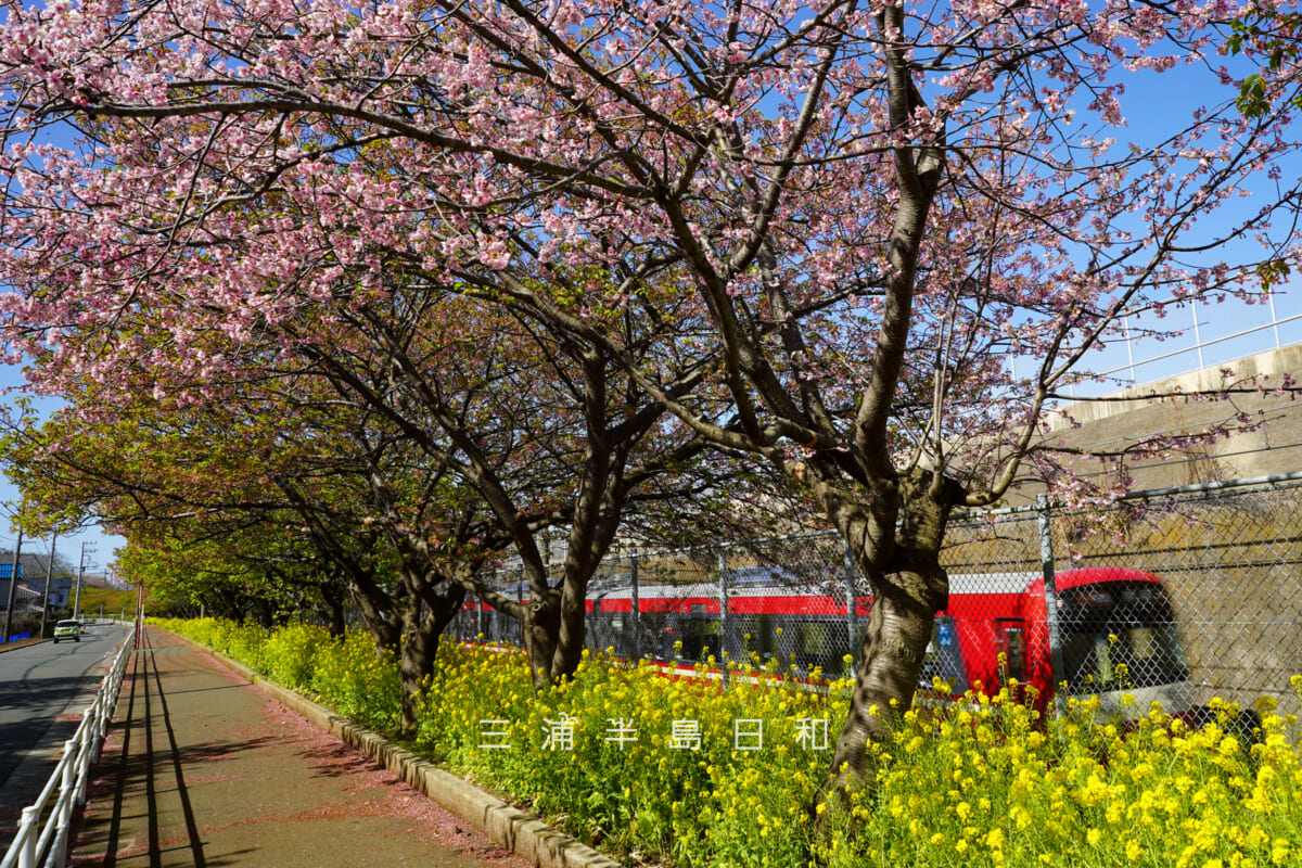 三浦海岸河津桜・開花状況-3（撮影日：2026.03.05）