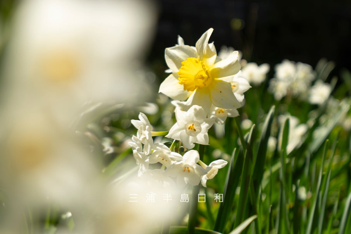 安国論寺・本堂前のラッパズイセン（撮影日：2026.03.27）