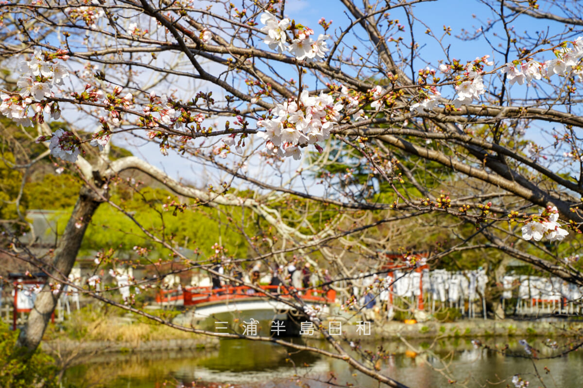 鶴岡八幡宮・咲きはじめの源氏池ほとりの桜（撮影日：2026.03.23）