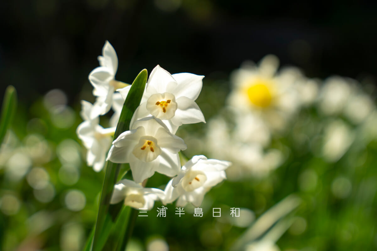 安国論寺・本堂前の水仙（撮影日：2026.03.27）