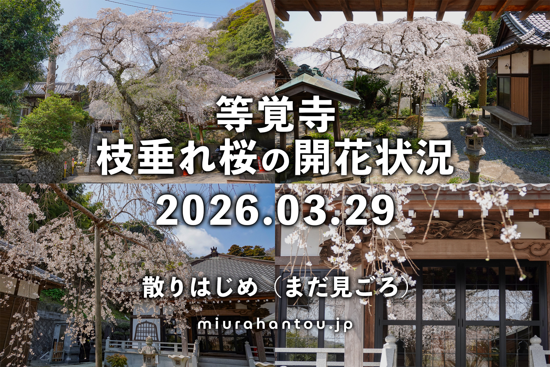 等覚寺の枝垂れ桜・開花状況（撮影日：2026.03.29）