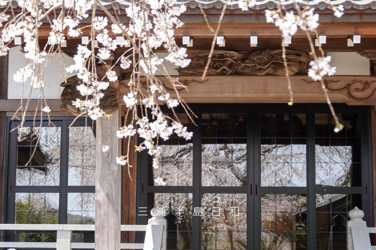 等覚寺・本堂と枝垂れ桜[アップ]（撮影日：2026.03.29）