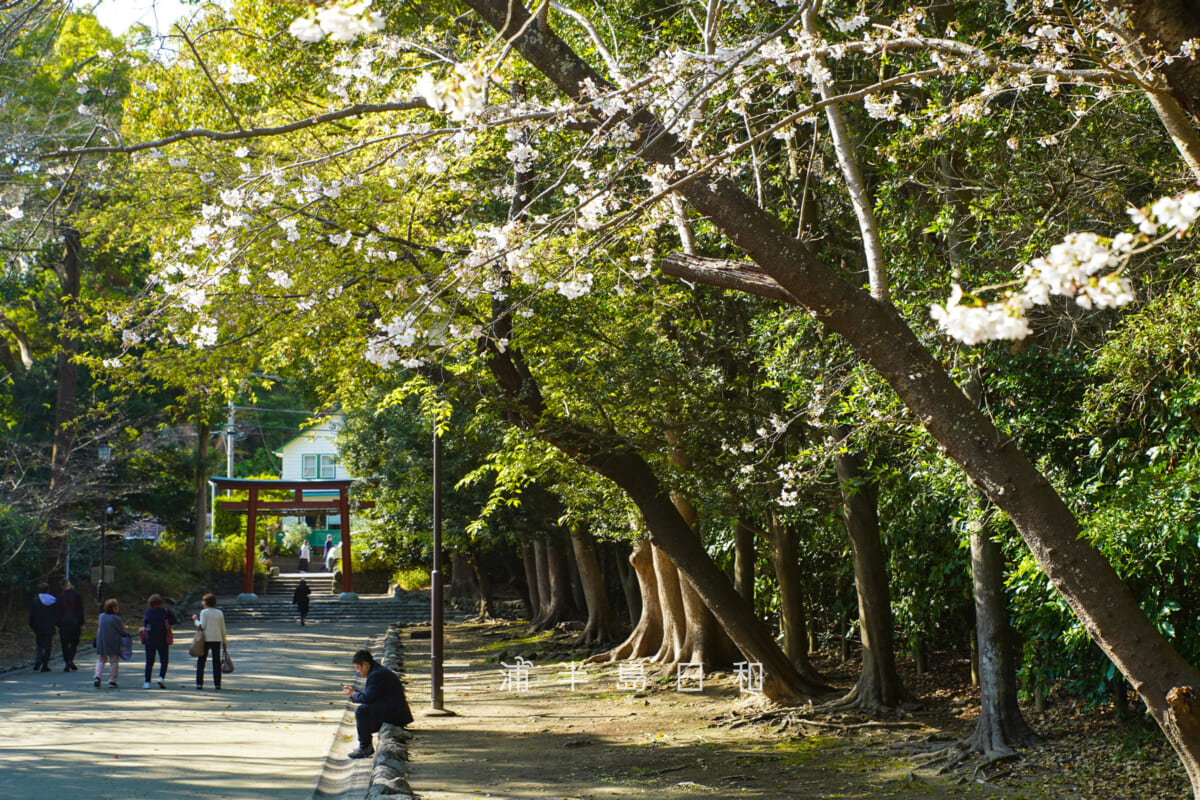 鶴岡八幡宮・咲きはじめの流鏑馬馬場の桜（撮影日：2026.03.23）