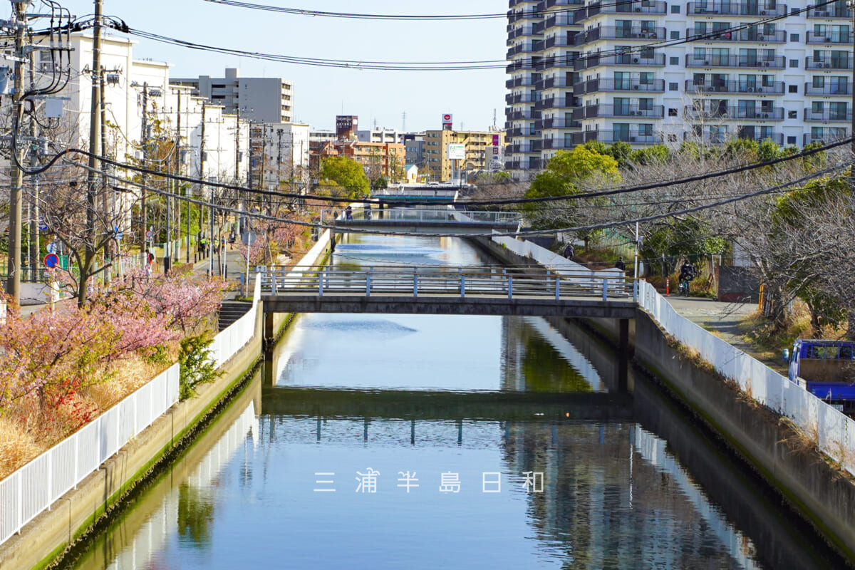 宮川沿い（泥亀）の河津桜を大川人道橋より望む（撮影日：2026.03.05）