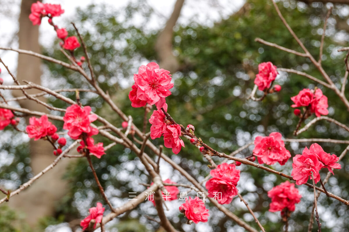 くりはま花の国-ハーブ園・ハナモモ[アップ]（撮影日：2026.03.22）
