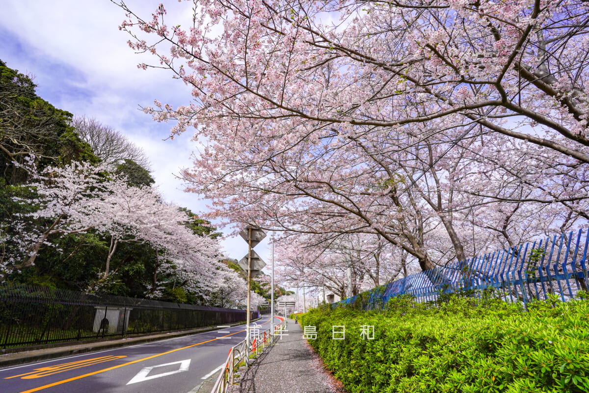 走水水源地公園前の桜並木（撮影日：2022.03.28）