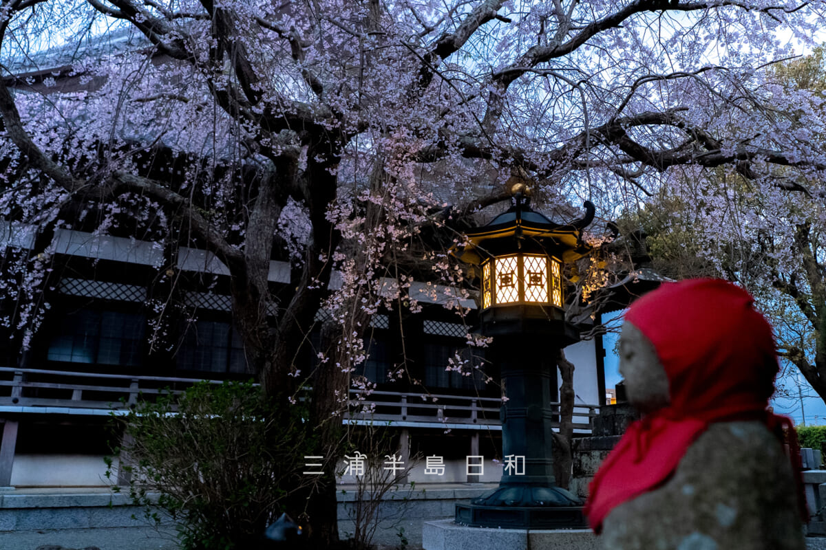本覚寺・夕暮れの枝垂れ桜と灯篭としあわせ地蔵(撮影日:2026.03.27)