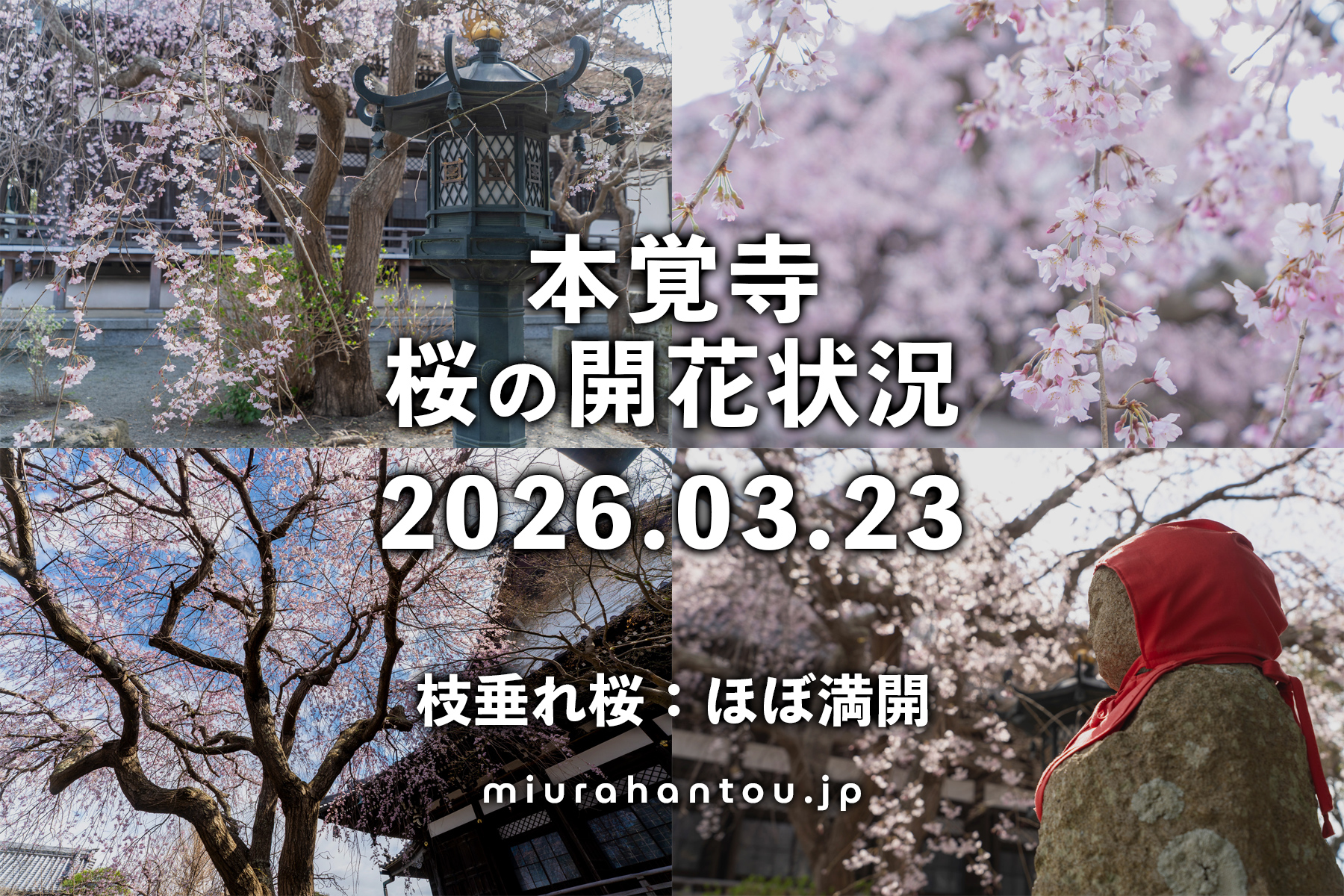 本覚寺の枝垂れ桜・開花状況（撮影日：2026.03.23）