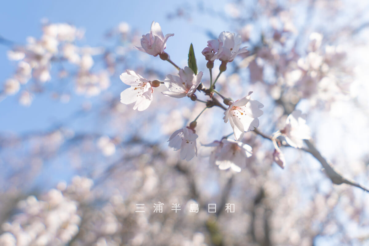安国論寺・山門横の枝垂れ桜を見上げる[アップ]（撮影日：2026.03.27）