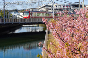 宮川桜並木（泥亀）