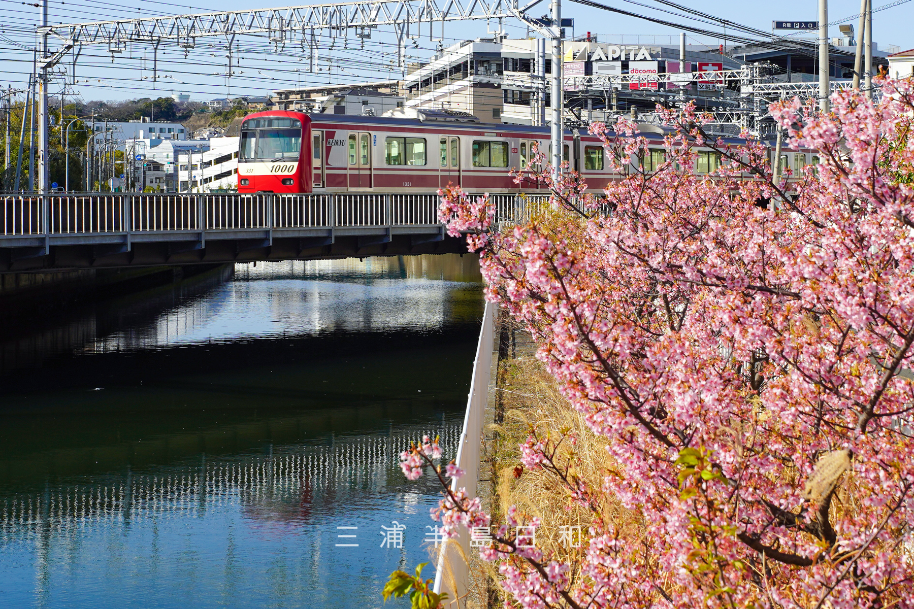 宮川沿い（泥亀）の河津桜と京急新1000形を大川人道橋のたもとより望む（撮影日：2026.03.05）