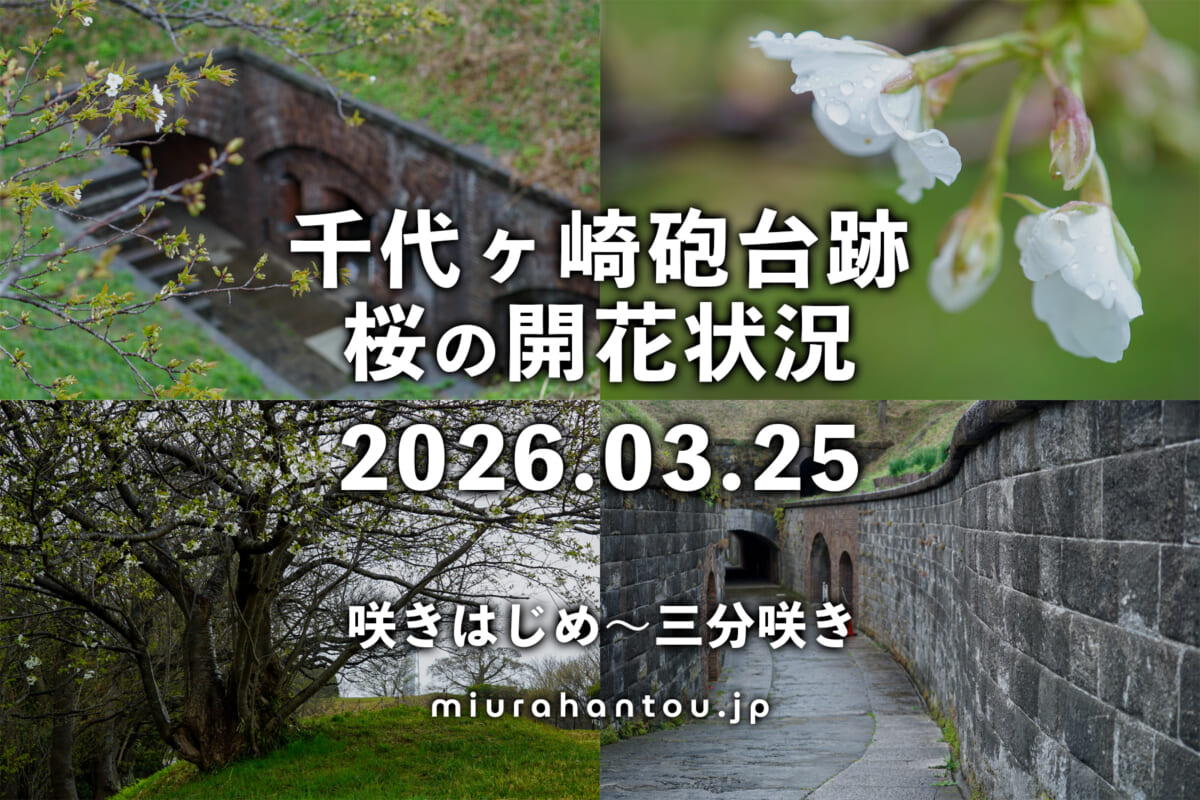 千代ヶ崎砲台跡の桜・開花状況（撮影日：2026.03.25）