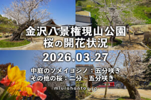 金沢八景権現山公園の桜・開花状況（撮影日：2026.03.27）