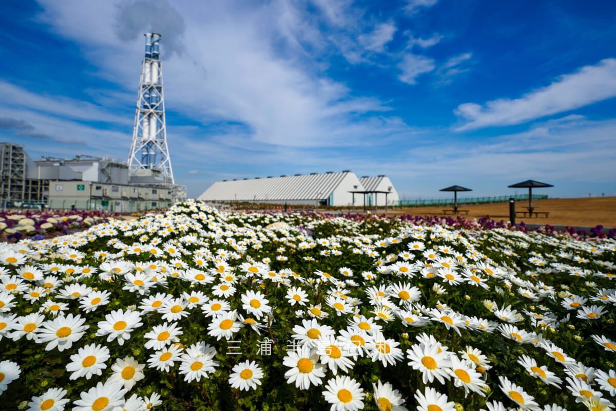 JERA park YOKOSUKA・「ふれあいの丘」の花壇に咲くヒナギクと横須賀火力発電所(撮影日:2026.02.10)
