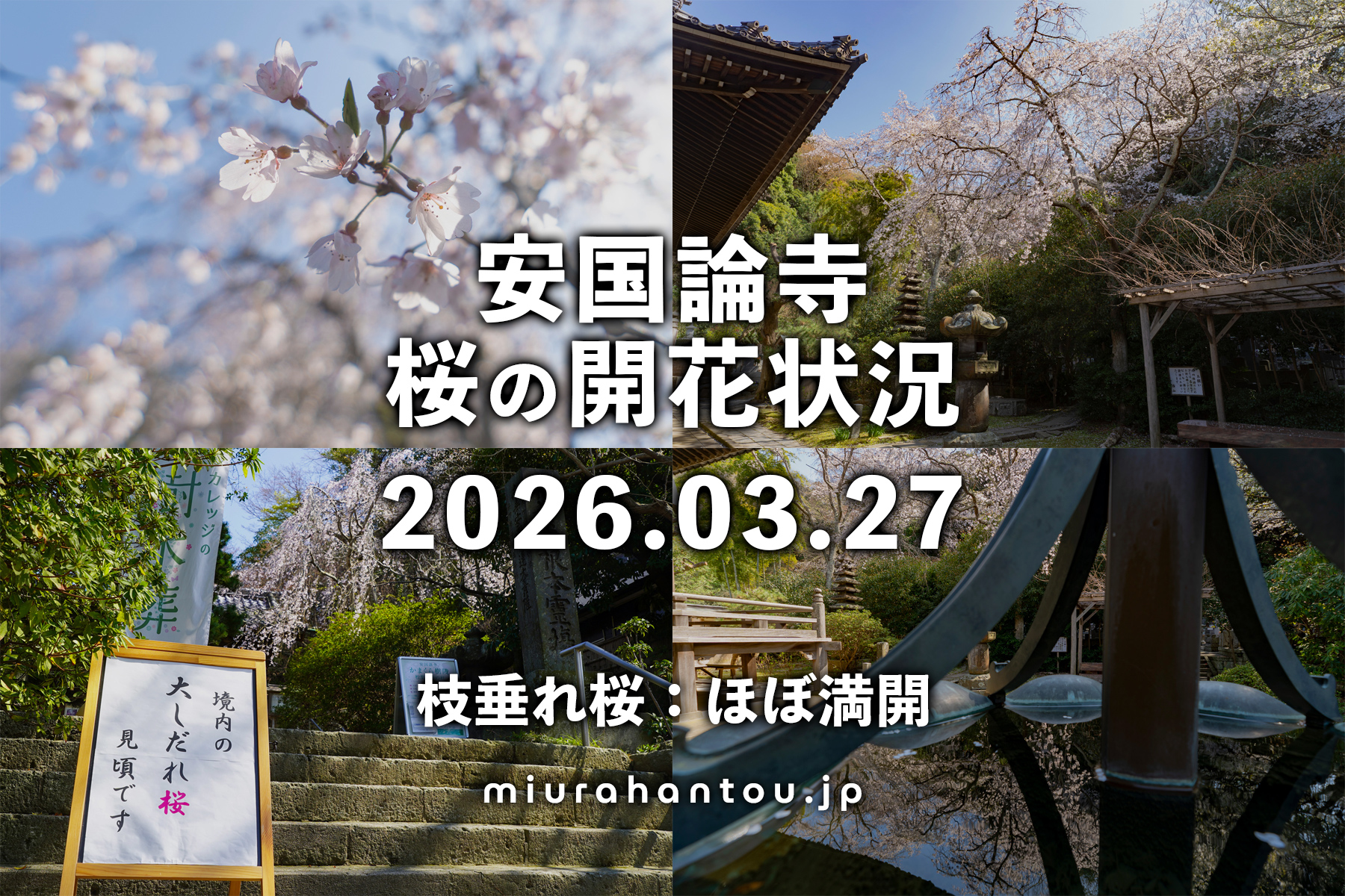 安国論寺の枝垂れ桜・開花状況（撮影日：2026.03.27）