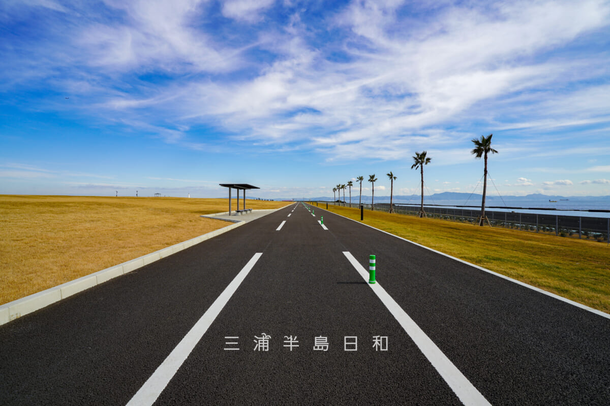 JERA park YOKOSUKA・「ふれあいの丘」周回コースのヤシの木並木前のストレート(撮影日:2026.02.10)