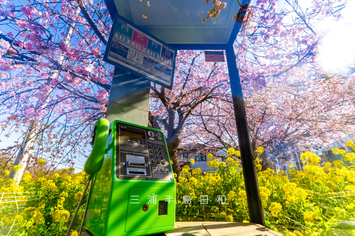 小松ヶ池公園入口付近の電話ボックス越しの早咲きの桜（撮影日：2026.03.05）