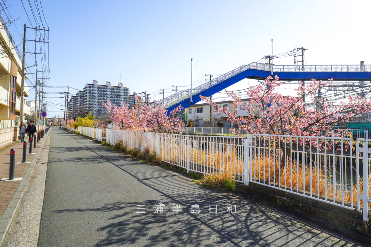 宮川沿い（泥亀）の河津桜並木・大川人道橋付近（撮影日：2026.03.05）