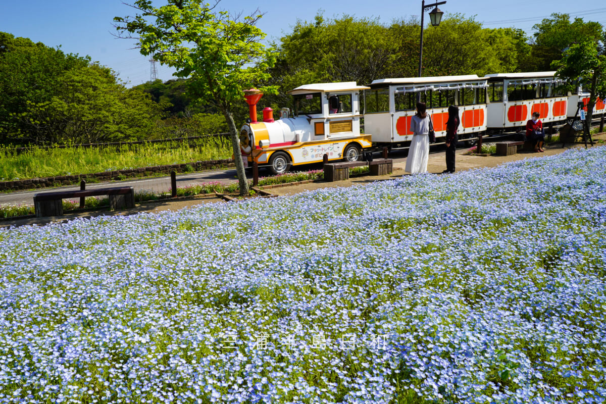 くりはま花の国-ハーブ園・ネモフィラとフラワートレイン[アップ]（撮影日：2026.04.16）