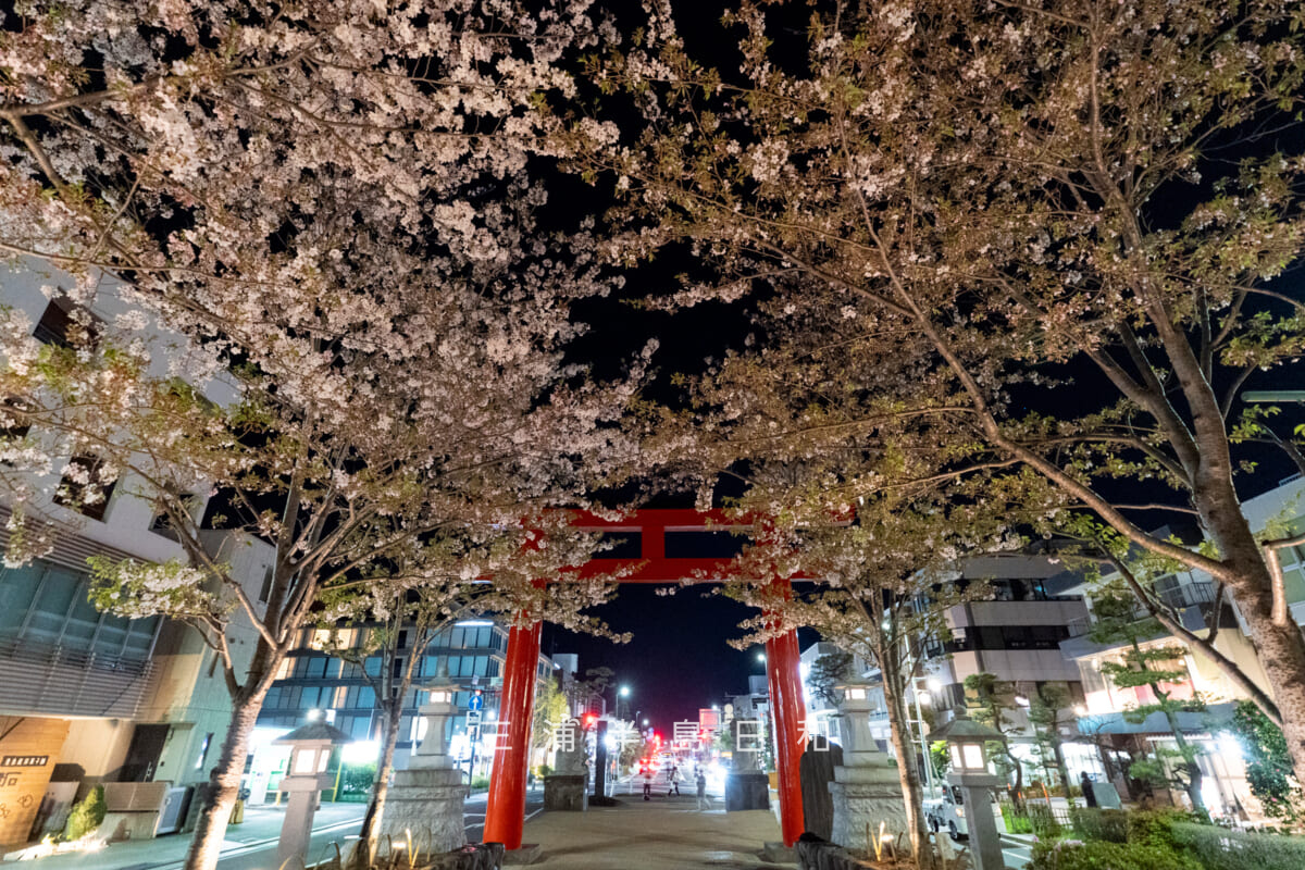 鶴岡八幡宮-若宮大路・夜の二の鳥居付近の段葛桜並木を見上げる（撮影日：2026.04.08）