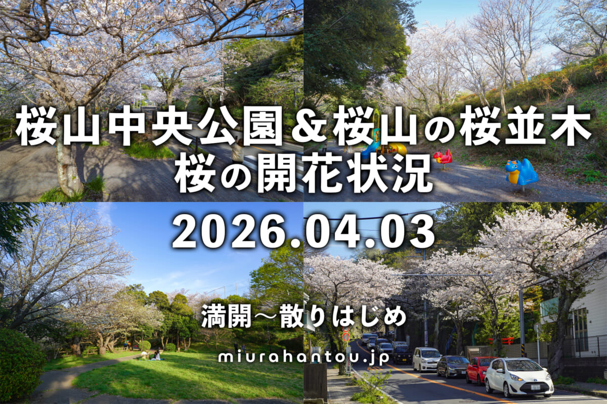桜山中央公園＆桜山の桜並木の桜・開花状況（撮影日：2026.04.03）