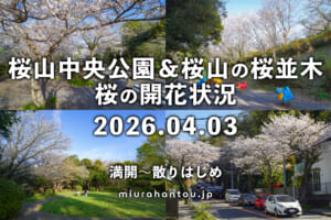 桜山中央公園＆桜山の桜並木の桜・開花状況（撮影日：2026.04.03）