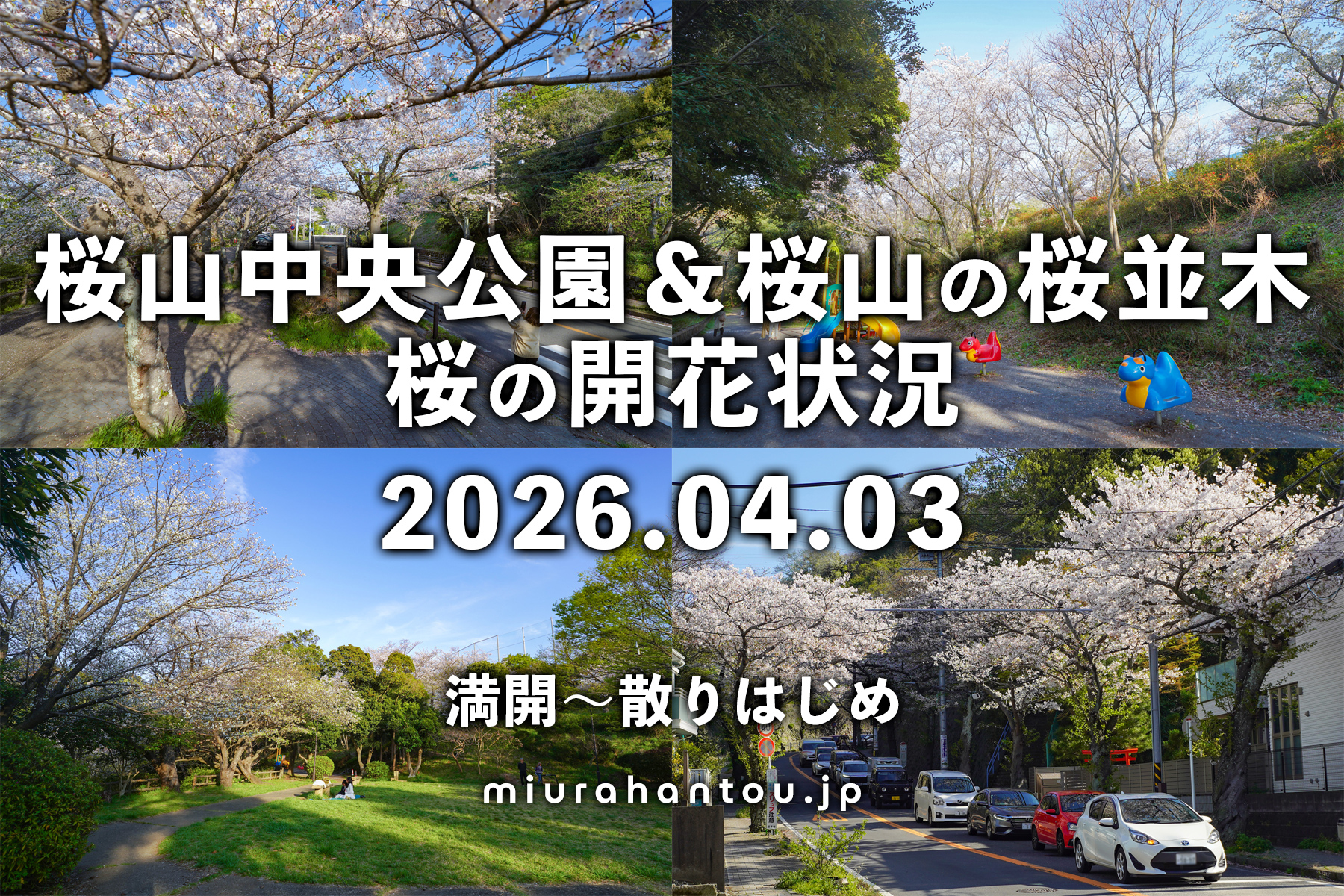 桜山中央公園＆桜山の桜並木の桜・開花状況（撮影日：2026.04.03）