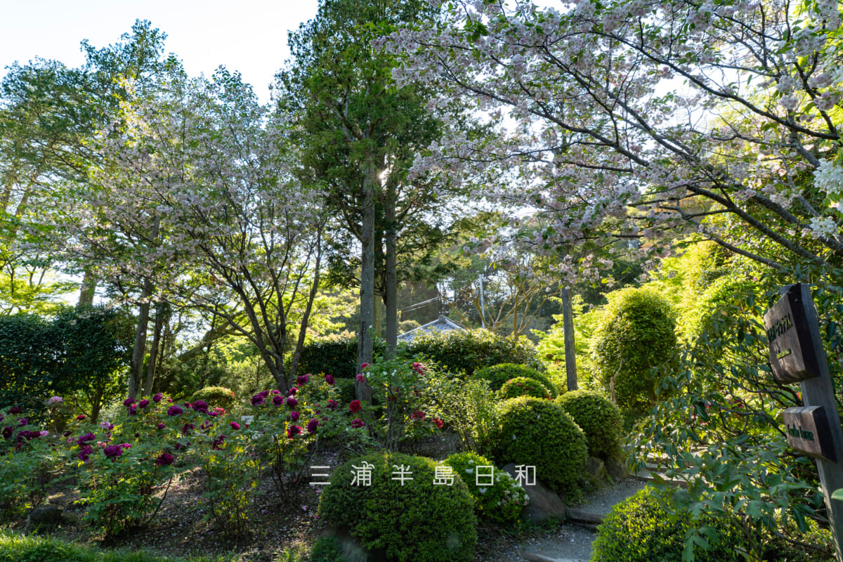 浄妙寺・本堂横の鎌足桜と牡丹（撮影日：2026.04.16）