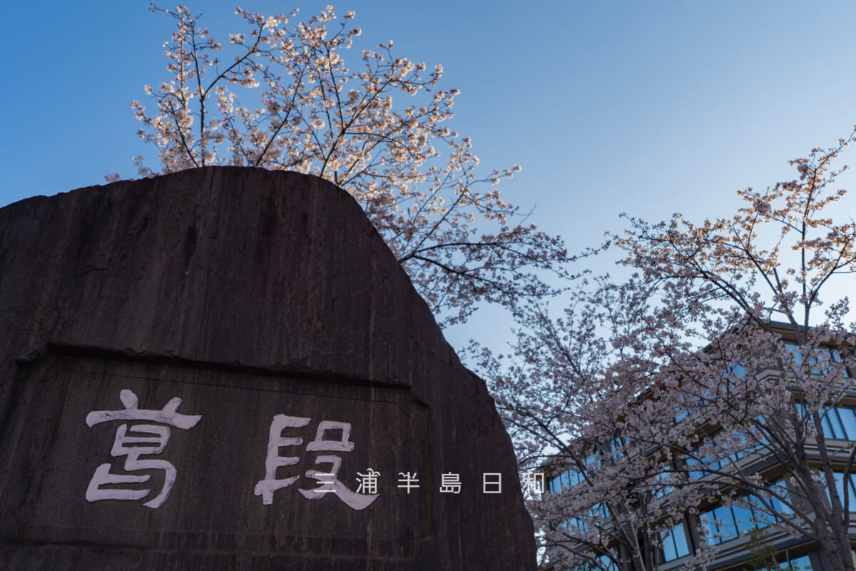 鶴岡八幡宮-若宮大路・朝日を浴びる「段葛」石碑前から見ごろになった桜の木を見上げる(撮影日:2026.04.03)