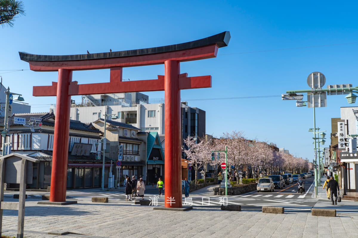 鶴岡八幡宮-若宮大路・三の鳥居と段葛桜並木(撮影日:2026.04.03)