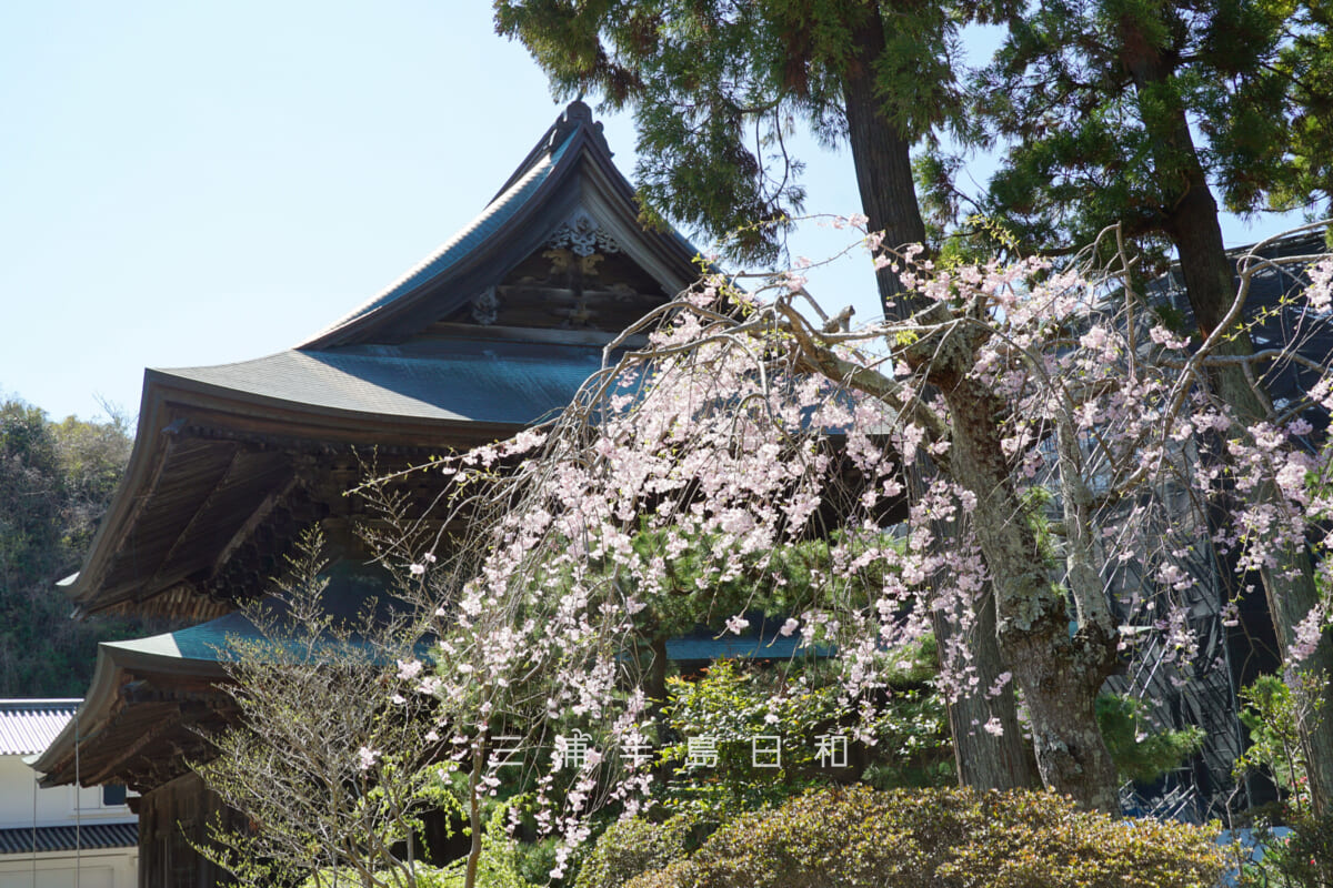 建長寺・枝垂れ桜と法堂(撮影日:2026.04.03)