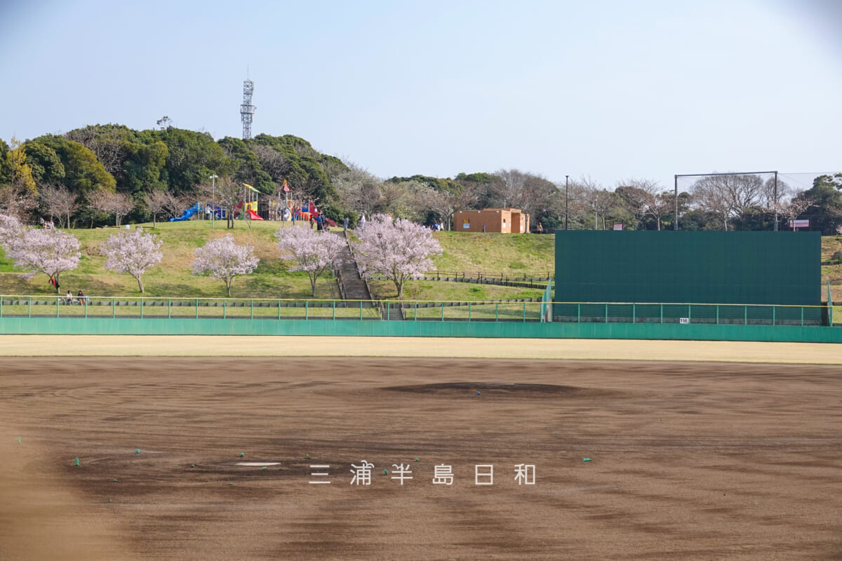 潮風スポーツ公園(三浦スポーツ公園)・野球場のバックネット裏より林間広場方面を望む(撮影日:2026.03.29)