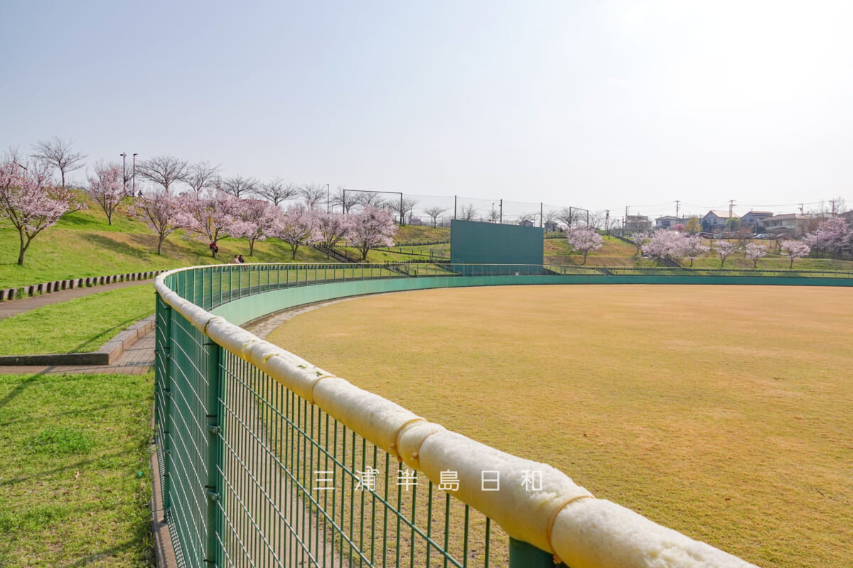 潮風スポーツ公園(三浦スポーツ公園)・野球場外野席の桜をレフト側より望む(撮影日:2026.03.29)